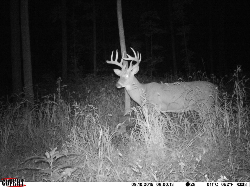 My Best Year Ever Trail Cam Porn Inside Forums